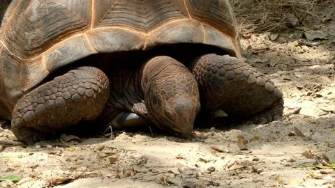Cute turtle in nature Stock Footage 90156328