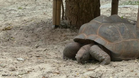 Cute turtle in nature Stock Footage 90157026
