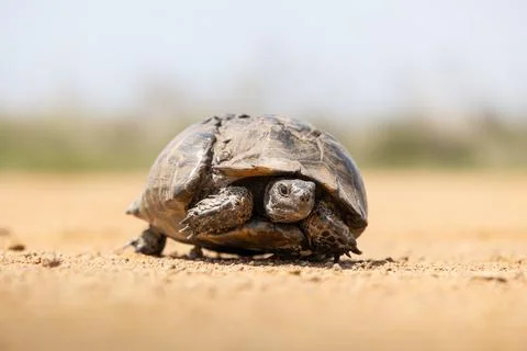 Cute turtle or testudines walking on the ground close-up portrait, blurry b.. Stock Photos