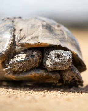 Cute turtle or testudines walking on the ground close-up portrait, blurry b.. Stock Photos