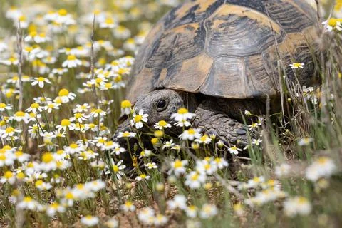 Cute turtle or testudines walking on the ground camomile spring flowers, cl.. Stock Photos
