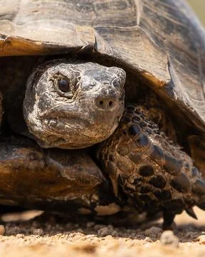 Cute turtle or testudines walking on the ground close-up portrait, blurry b.. Stock Photos