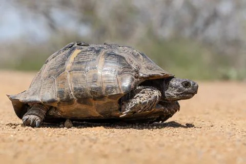 Cute turtle or testudines walking on the ground close-up portrait, blurry b.. Foto stock