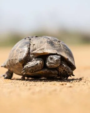 Cute turtle or testudines walking on the ground close-up portrait, blurry b.. Foto stock