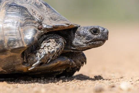 Cute turtle or testudines walking on the ground close-up portrait, blurry b.. Stock Photos