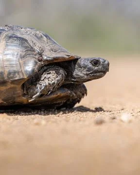 Cute turtle or testudines walking on the ground close-up portrait, blurry b.. Stock Photos