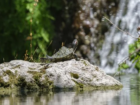 Cute turtle in the pond Photos