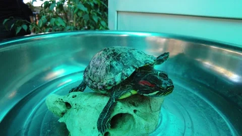 Cute turtle resting on a rock in a bright indoor space with plants around Stock Footage 340357329