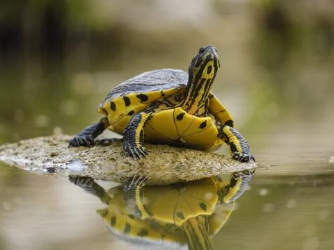 Cute turtle on rock Stock Photos