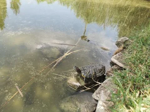 Cute Turtle Take a Vitamin D From The Sun Stock Photos