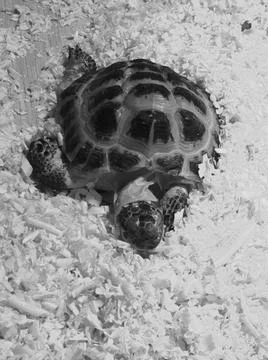 Cute turtle at the zoo, durable shell, squad adjoining Stock Photos