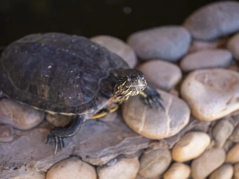 Cute turtle at the zoo Stock Photos
