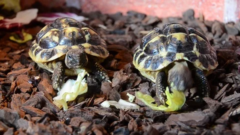Cute turtles basking and feeding Stock Footage 124290974
