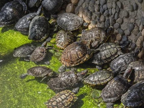 Cute turtles in the pond Stock Photos