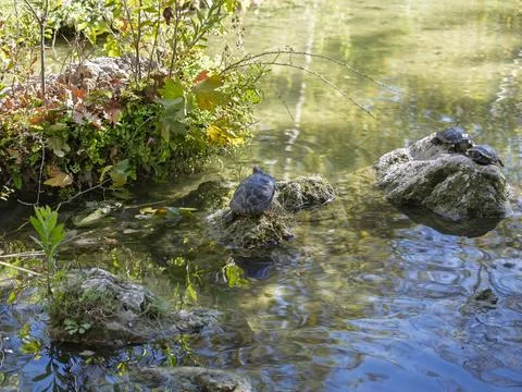 Cute turtles in the pond Stock Photos