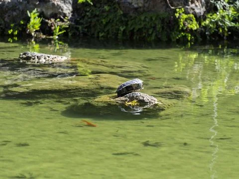 Cute turtles in the pond Stock Photos