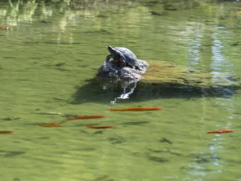 Cute turtles in the pond Stock Photos