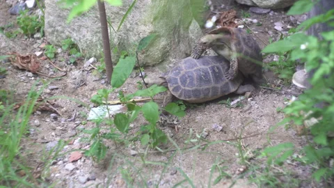 Cute turtles with strong shells mate on ... | Stock Video | Pond5