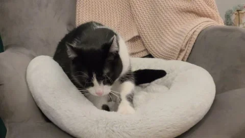 Cute Tuxedo Cat Making Biscuits On A Soft White Pillow In A Grey Chair Stock Footage 329292838