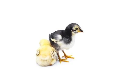 Cute two chicks. Isolated on white background Stock Photos