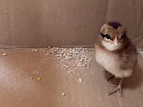Cute two-day-old chicks in a cardboard box Stock Photos