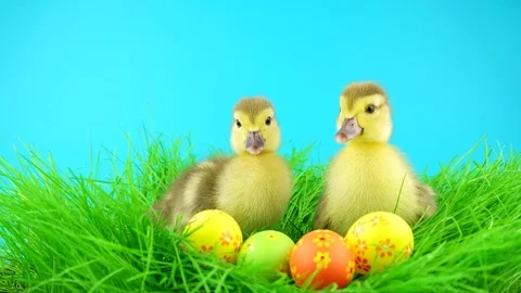 Cute two Easter ducklings with colorful eggs, sitting in grass and quacks Stock Footage 72735756