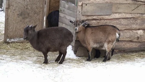 Cute two goats in the zoo Stock Footage 73366957