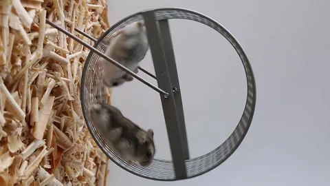 Cute two hamsters are running funny on a wheel. The Curious hamster family Stock Footage 258282997