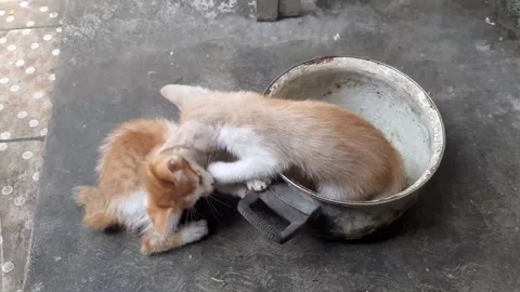 Cute Two Kittens Stock Footage 241506429