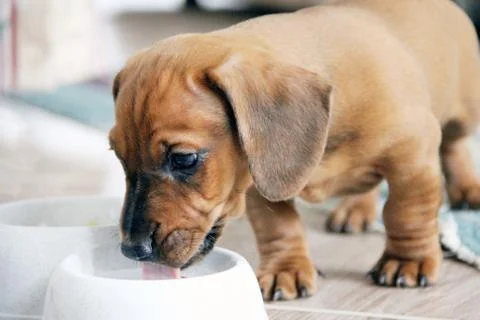 Cute two month old dachshund puppy drinks milk from a white bowl. Close-up Stock-Fotos