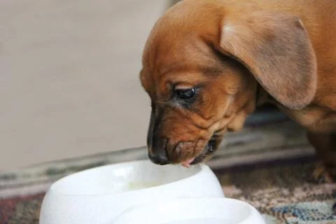 Cute two month old dachshund puppy eating from a white bowl. Close-up 스톡 사진
