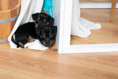 Cute two months old Jack Russel terrier puppys sleeping. Small adorable doggy Stock Photos