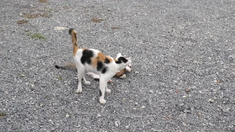 Cute two naughty white brown black cat playing together outdoor. Video stock 157166757
