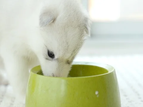 Cute two siberian husky drinking goat milk from a bowl Stock Footage 75930845