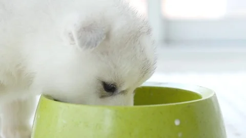 Cute two siberian husky drinking goat milk from a bowl Stock Footage 78627249
