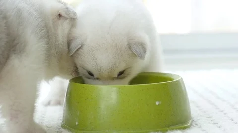 Cute two siberian husky drinking goat milk from a bowl Stock Footage 78627474