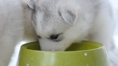 Cute two siberian husky drinking goat milk from a bowl Stock Footage 96747253
