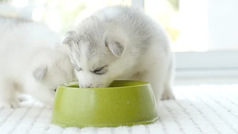 Cute two siberian husky drinking goat milk from a bowl Stock Footage 96750641