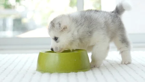 Cute two siberian husky drinking goat milk from a bowl,slow motion Stock Footage 96807935