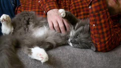 Cute two-tone gray kitten with white spots on its tummy and paws lies next to Stock Footage 224652049
