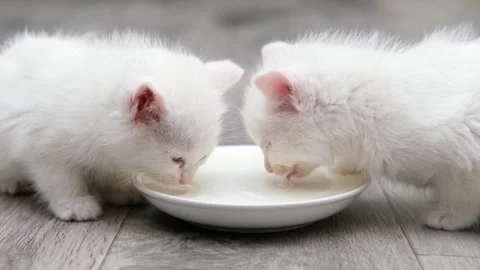 Cute two white kittens drinks milk from a saucer Stock Footage 294870621