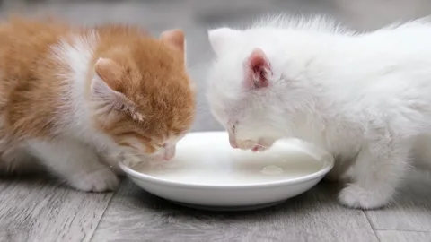 Cute two white kittens drinks milk from a saucer Stock-Footage 294870750