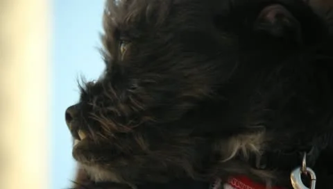 Cute Underbite Dog Stock Footage 11359828