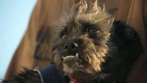 Cute Underbite Dog Stock Footage 11359833