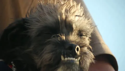 Cute Underbite Dog Stock Footage 11359841