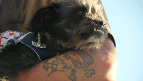 Cute Underbite Dog Stock Footage 11359849