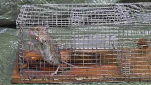 Closeup of rat mouse caught in rat trap cage Stock Photo