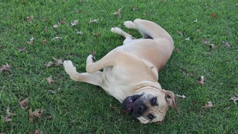 Cute Upside down puppy rolling on the green grass between leaves, Funny Vídeos de archivo 292774114