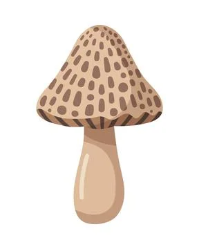 Cute Vector Morel Mushroom Stock Illustration