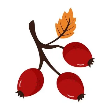 Cute Vector Rosehip Branch with 3 Berries and Orange Leaf Stock Illustration